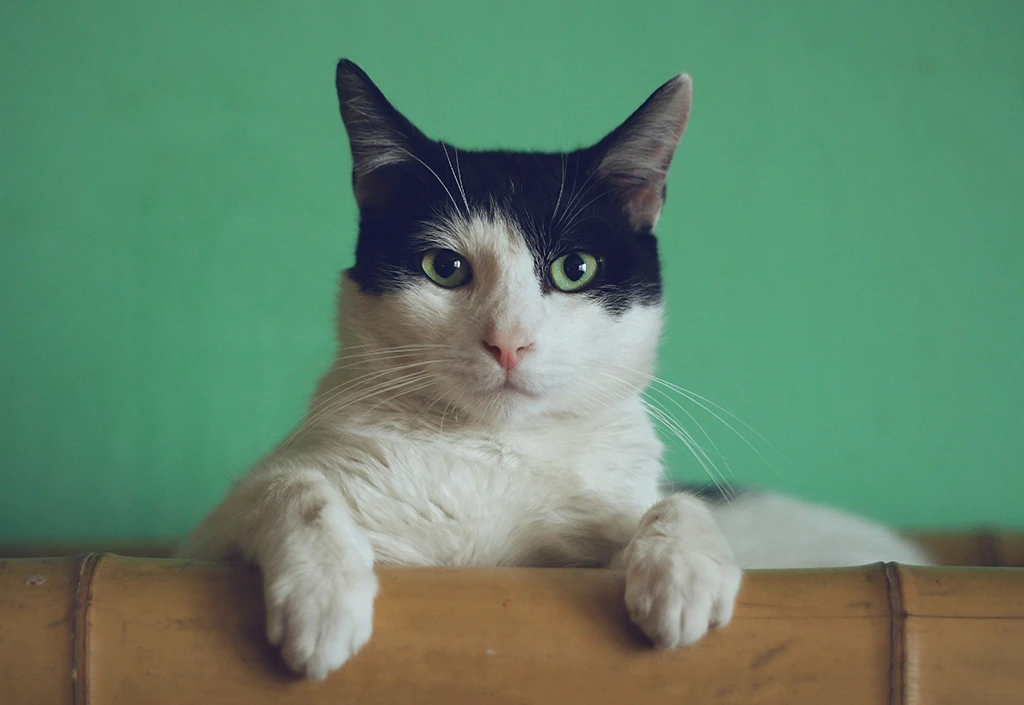 Chat noir et blanc posé sur un bambou