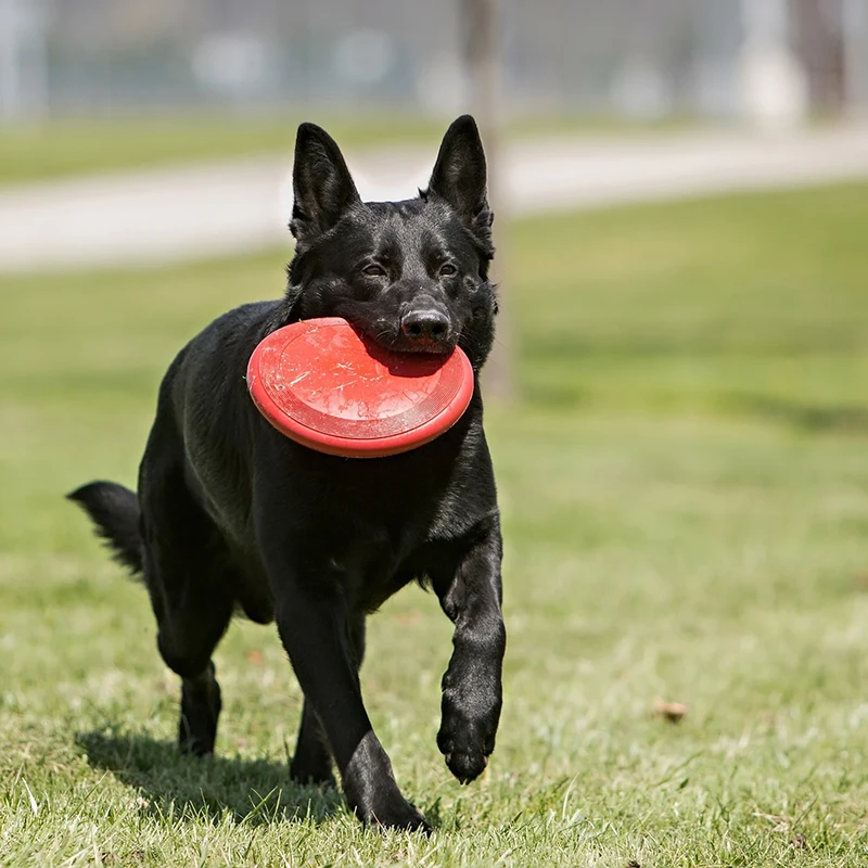 Un chien avec le frisbee Kong Flyer dans sa gueule