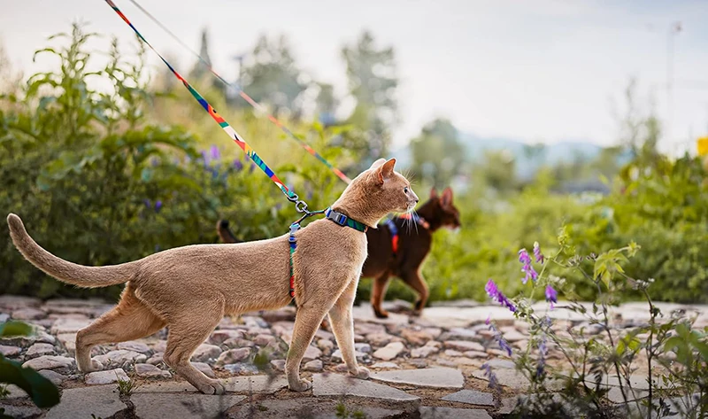 Ensemble de harnais et de laisse pour chat, porté sur deux chats